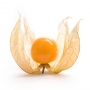 Physalis